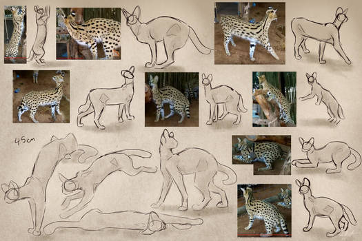 Serval Study