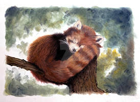 RED PANDA