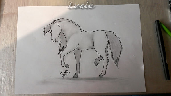 N.4 - Animals / Animaux - Lucie