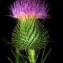 Bull Thistle's flower 4