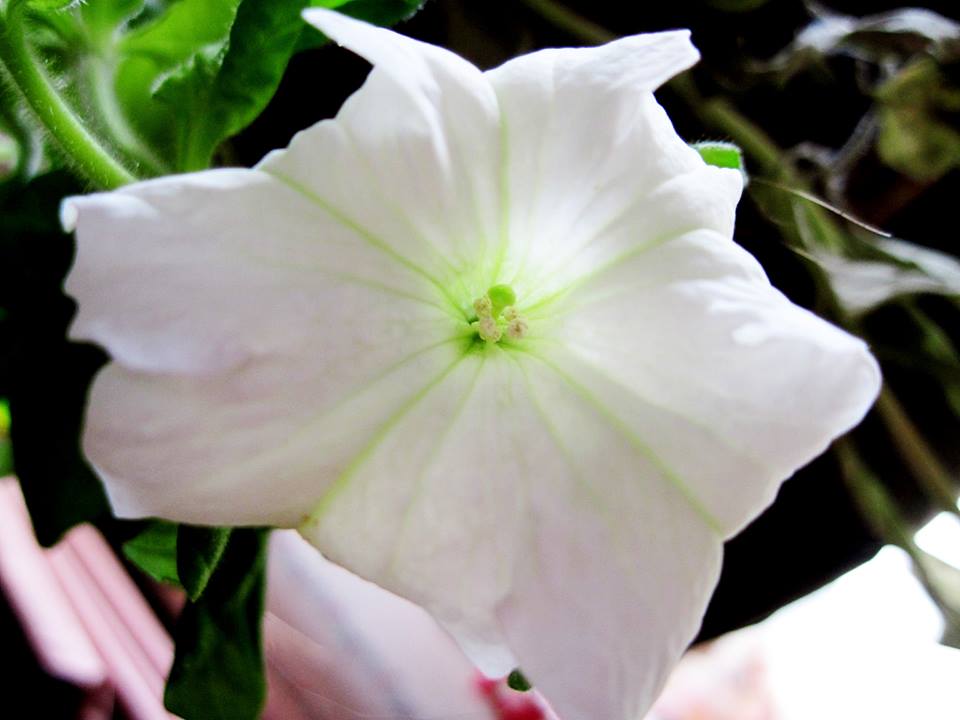 Moonflower