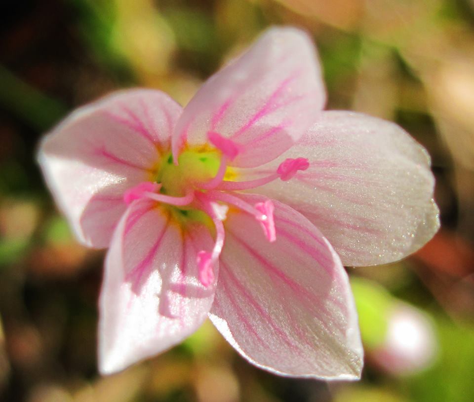 A beauteous flower