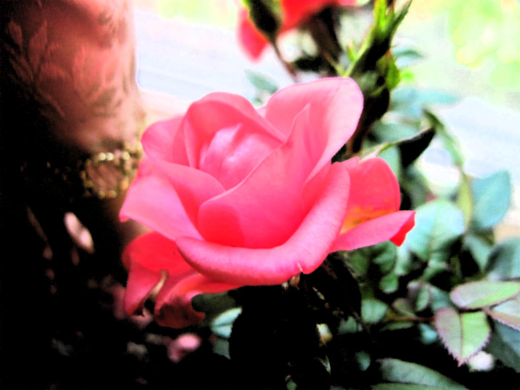 The rose of life by Lark-Catalpa-Royal8 on DeviantArt