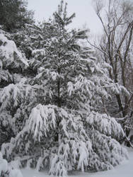 It is a prized snow covered pine