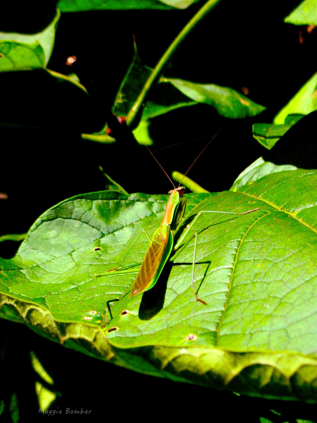 Primantis bug by Lark-Catalpa-Royal8 on DeviantArt