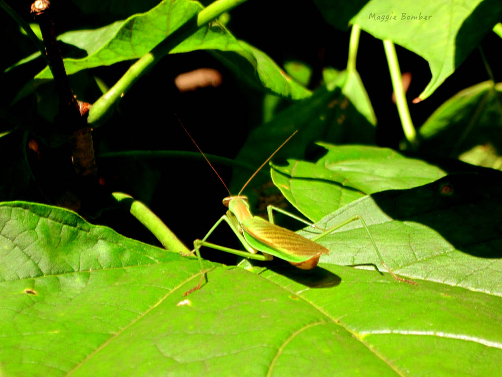 Primantice Insect Primantis by Lark-Catalpa-Royal8 on DeviantArt