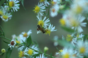 The heart of a bee