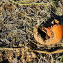 Trashed pumpkin