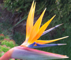 Birds of Paradise