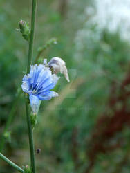 Blue Flower