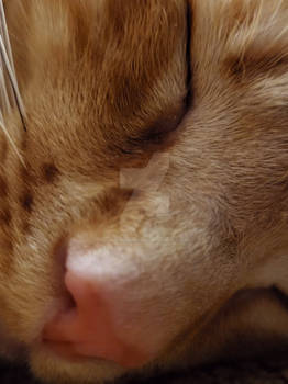 Vivid Kitty Dreams