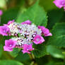 Hydrangea Flower