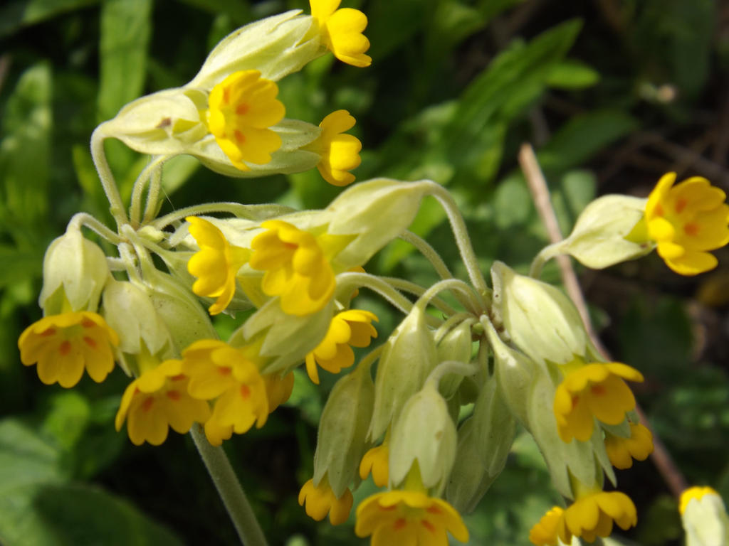 Cowslip by Vampgirl1992 on DeviantArt