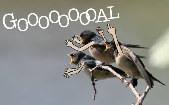 goal barn swallows