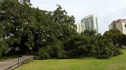 Treaty Oak Jacksonville