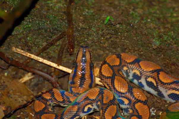 Peruvian Rainbow boa by Vanishing-World on DeviantArt