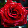 Red Rose