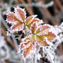 Icy leaves