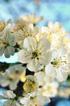 Blossoming spring by Kurenai87