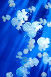 Jellyfish kingdom by Kurenai87