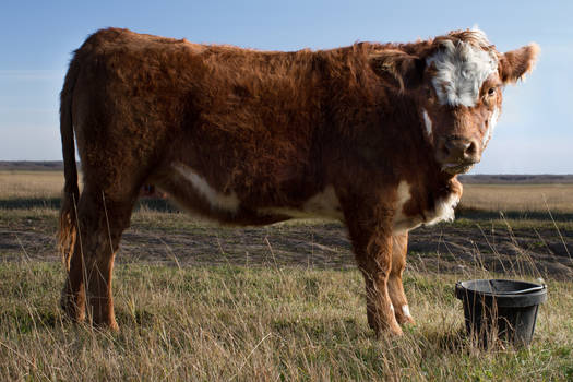 Farm Glamour Portraits