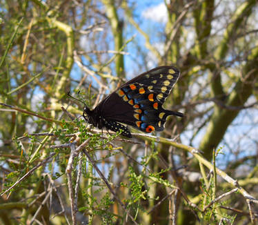 Giant Swallowtail