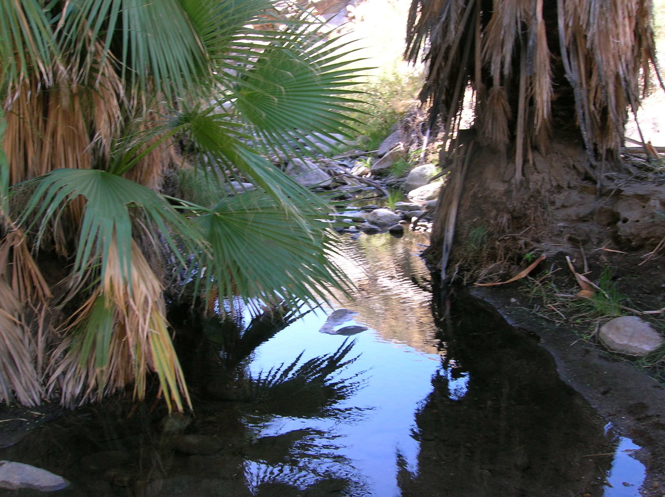 A calm pool to rest by