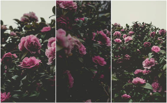 Triptych: Pink