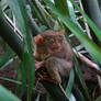 Baby tarsier, Bohol