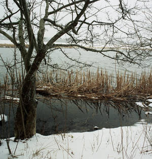 Snowy Pond