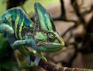 Chameleon