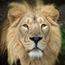 Asiatic Lion - Chester Zoo