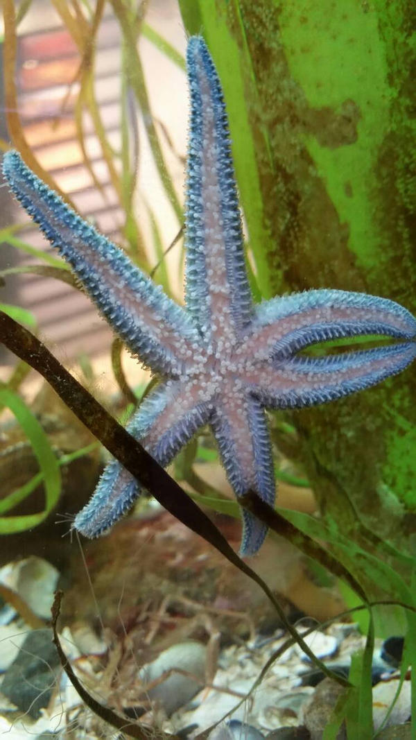 Blue Starfish