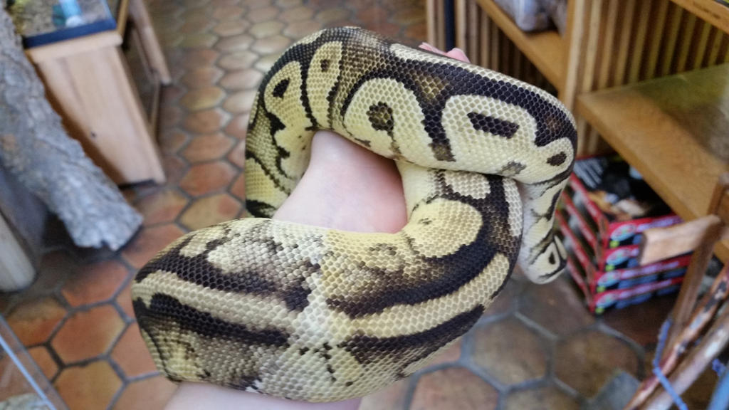 Paradox Ball Python by CelestialOrca on DeviantArt