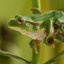 Female European Tree Frog I