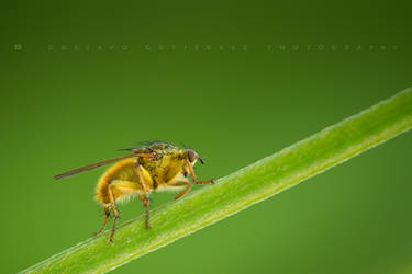 Dung Fly