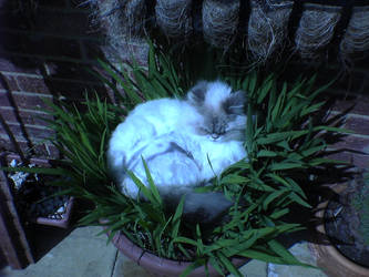 Cat-Plant