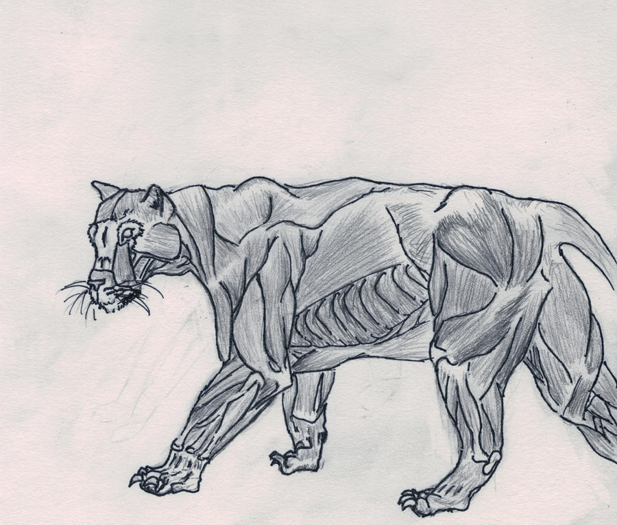 tiger anatomy by InnocentThora on DeviantArt