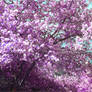 Russian oriental cherry XD