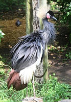 East African Grey-Crowned Crane