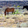 - Devil's Canyon Horses -