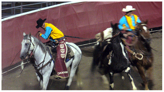 - Rodeo Horses -