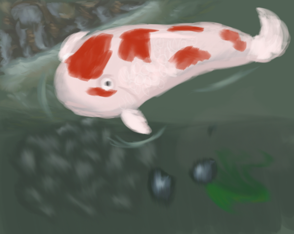 Koi