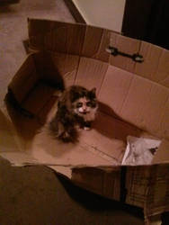 Cat in a box