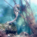 Seahorse by Cristel-m