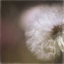 CottonFlower