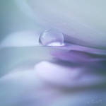 blottie by Cristel-m