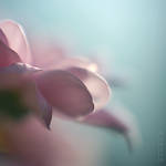 innocence by Cristel-m