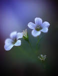 Les Discretes by Cristel-m