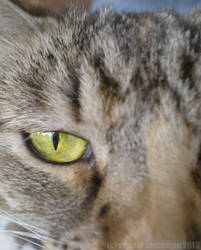 Tiger's eye